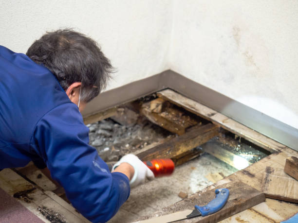Best Mold Cleaning Services  in Uniontown, OH