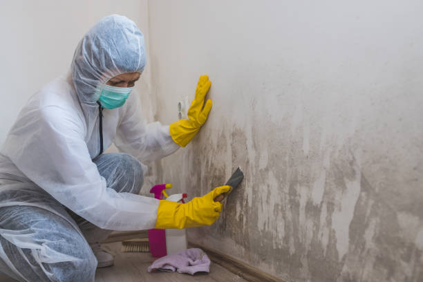 Best Fast Mold Removal  in Uniontown, OH
