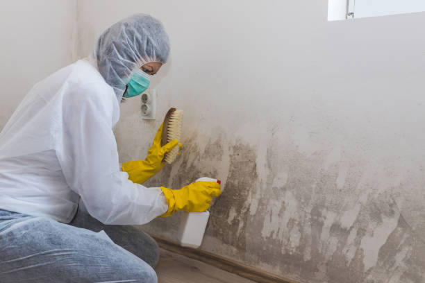Best Home Mold Removal  in Uniontown, OH
