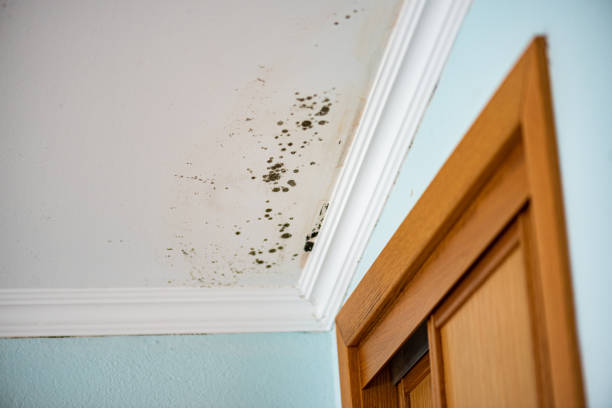 Best Professional Mold Removal  in Uniontown, OH