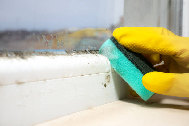 Best Mold Testing and Removal  in Uniontown, OH