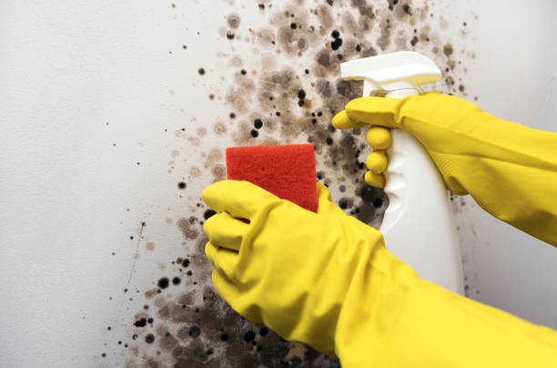 Best Toxic Mold Removal  in Uniontown, OH