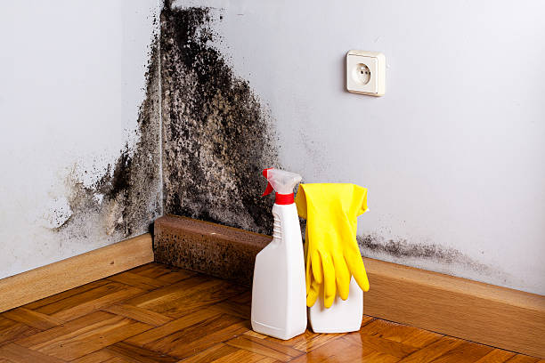 Best Mold Damage Repair  in Uniontown, OH