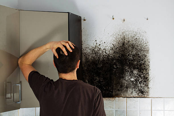 Best Commercial Mold Removal  in Uniontown, OH